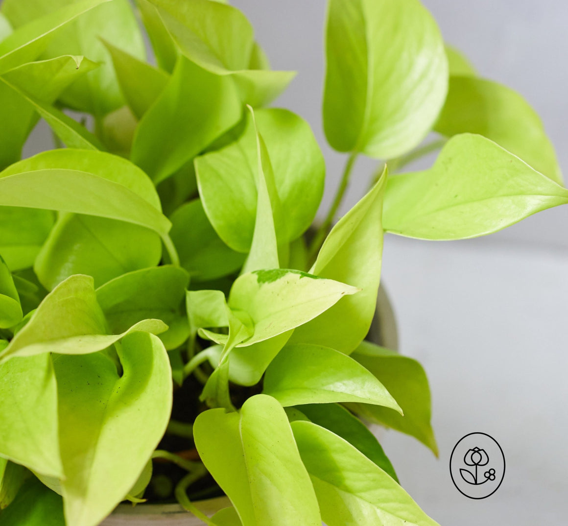 Neon Pothos Plant - 6" - Seed World