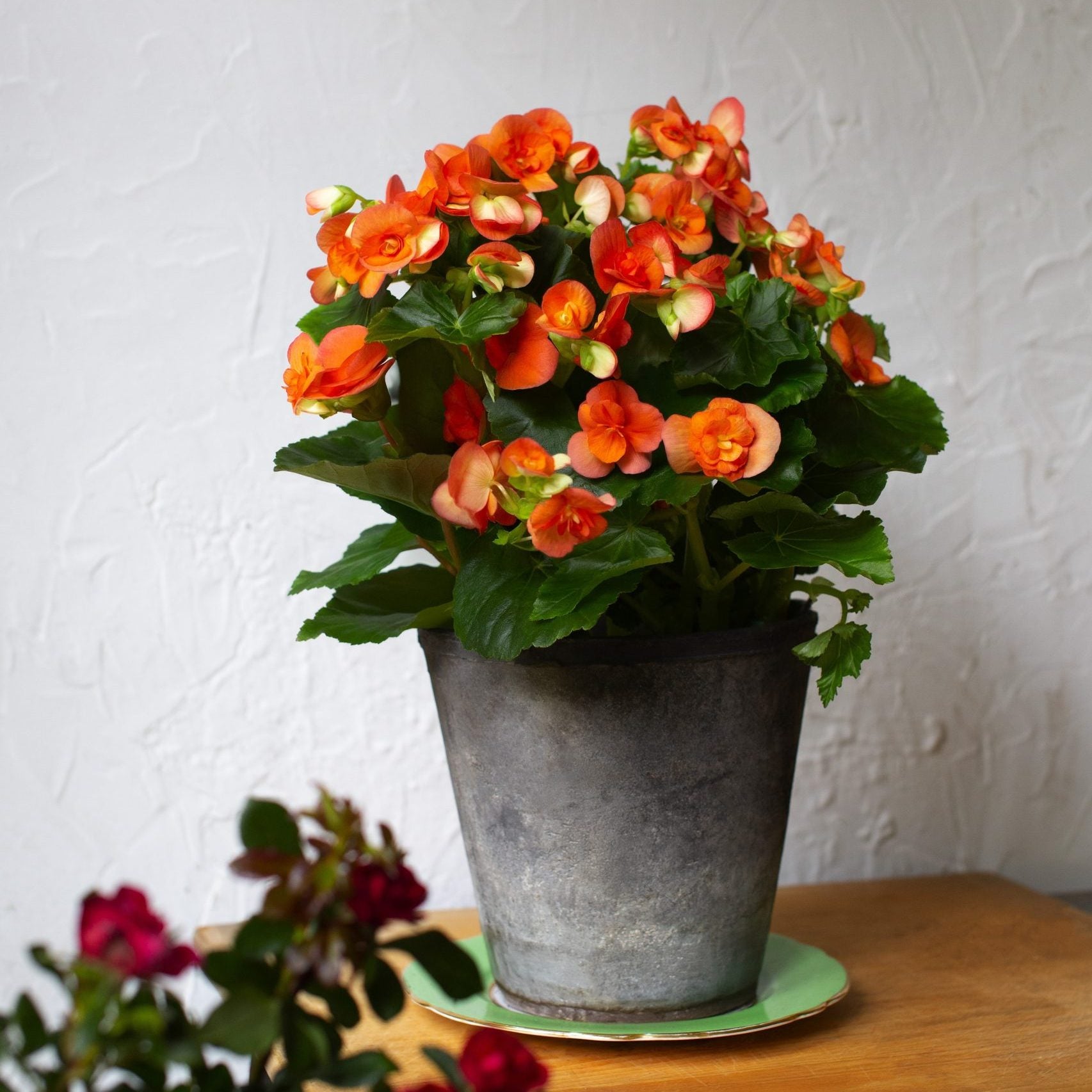 begonia plant pot Begonia Plant