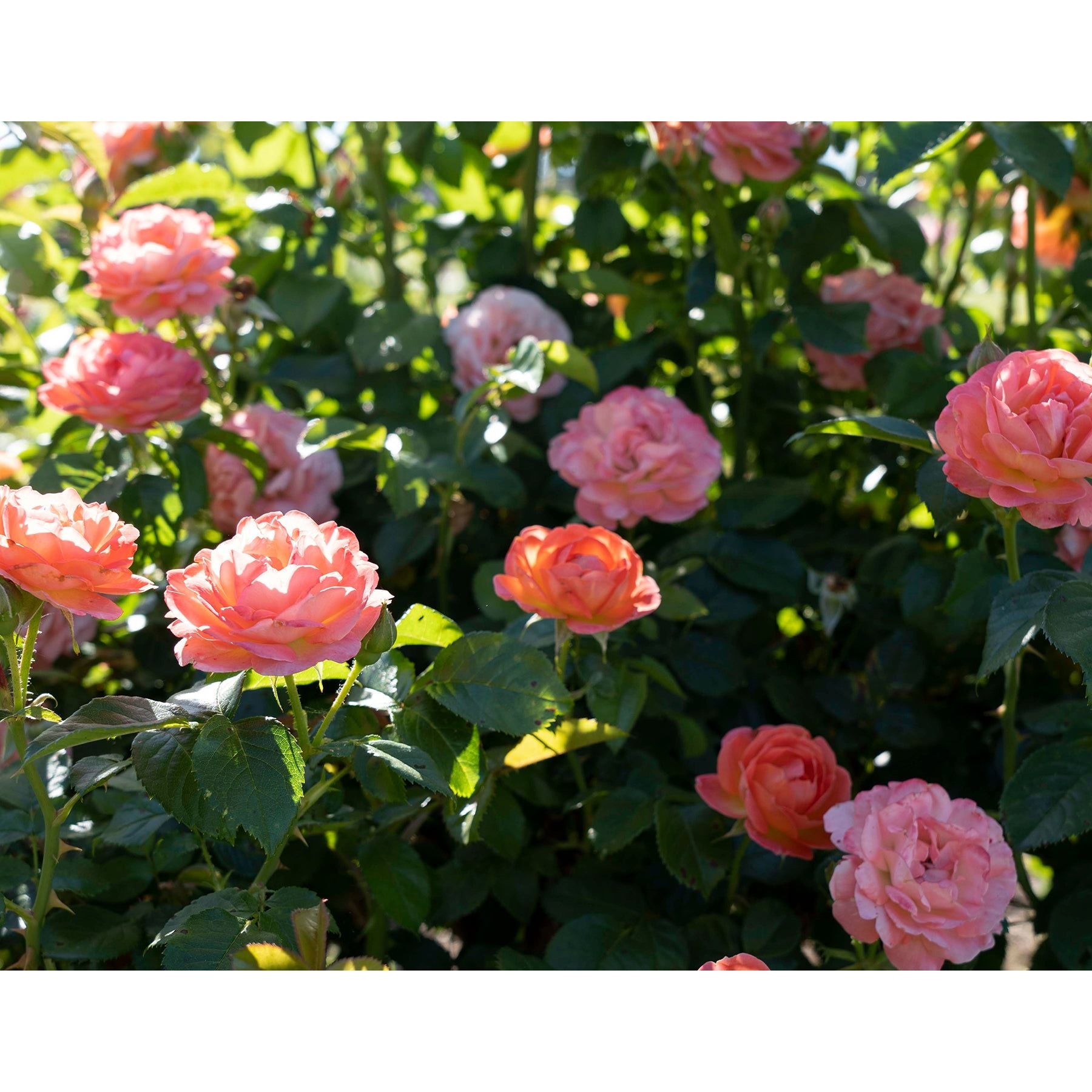knockout rose tree seeds Orange Glow Knockout Rose (2 Gallon) Flowering Shrub