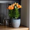 LA Hybrid Lily - 6 Inch Plant - Seed World