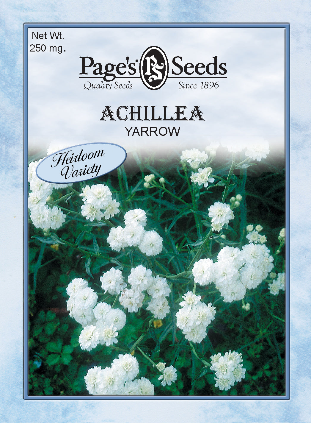 plant yarrow seeds Achillea (White Yarrow) Seeds