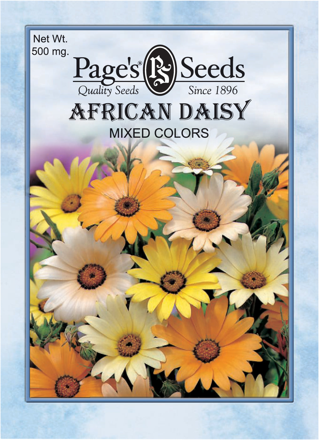 African Daisy Mixed Colors Seeds - 1 Packet - Seed World