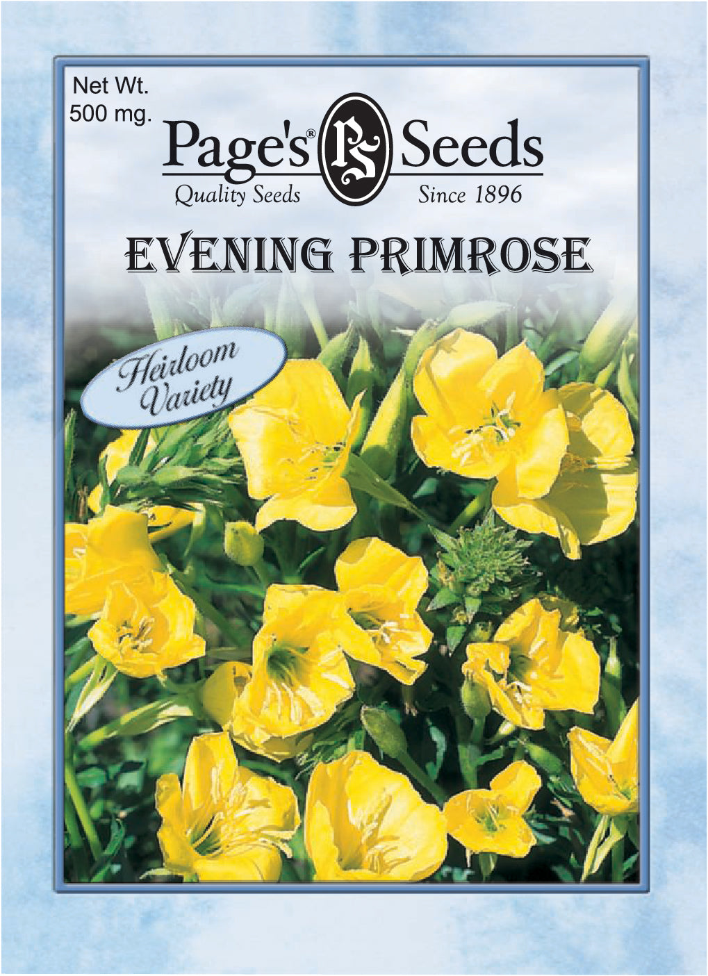 Evening Primrose Seeds - 1 Packet - Seed World