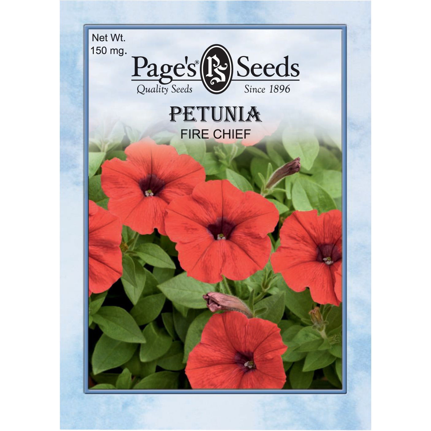 plant petunia seeds Fire Chief Petunia Seed