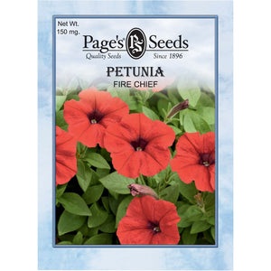 Fire Chief Petunia Seed - 1 Packet - Seed World