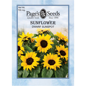 Sunflower Dwarf Sunspot Seed - 1 Packet - Seed World