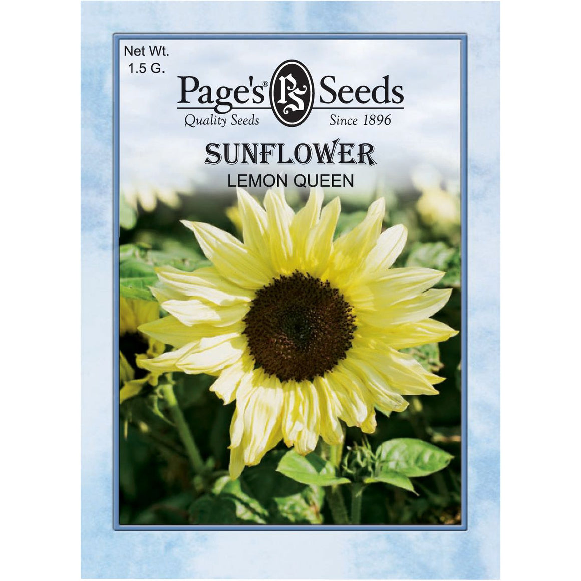 Sunflower Lemon Queen Seed - 1 Packet - Seed World