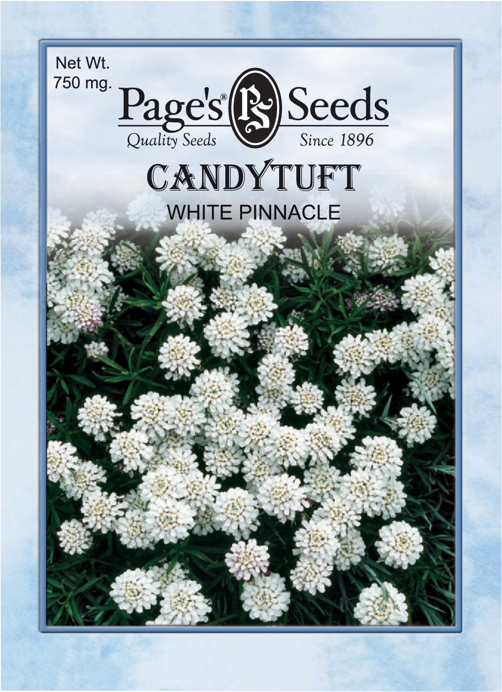 Candytuft, White Pinnacle - 1 Packet - Seed World