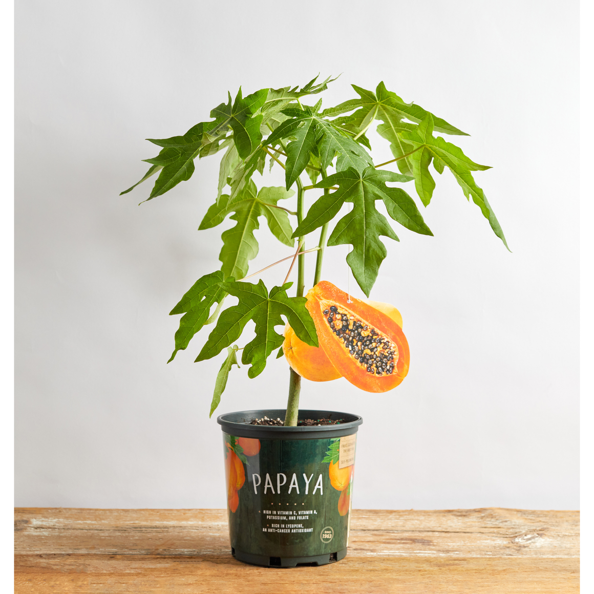 Papaya Red Lady Plant - 1 Gallon - Seed World