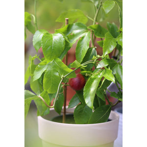 Passion Fruit Plant - 1 Gallon - Seed World