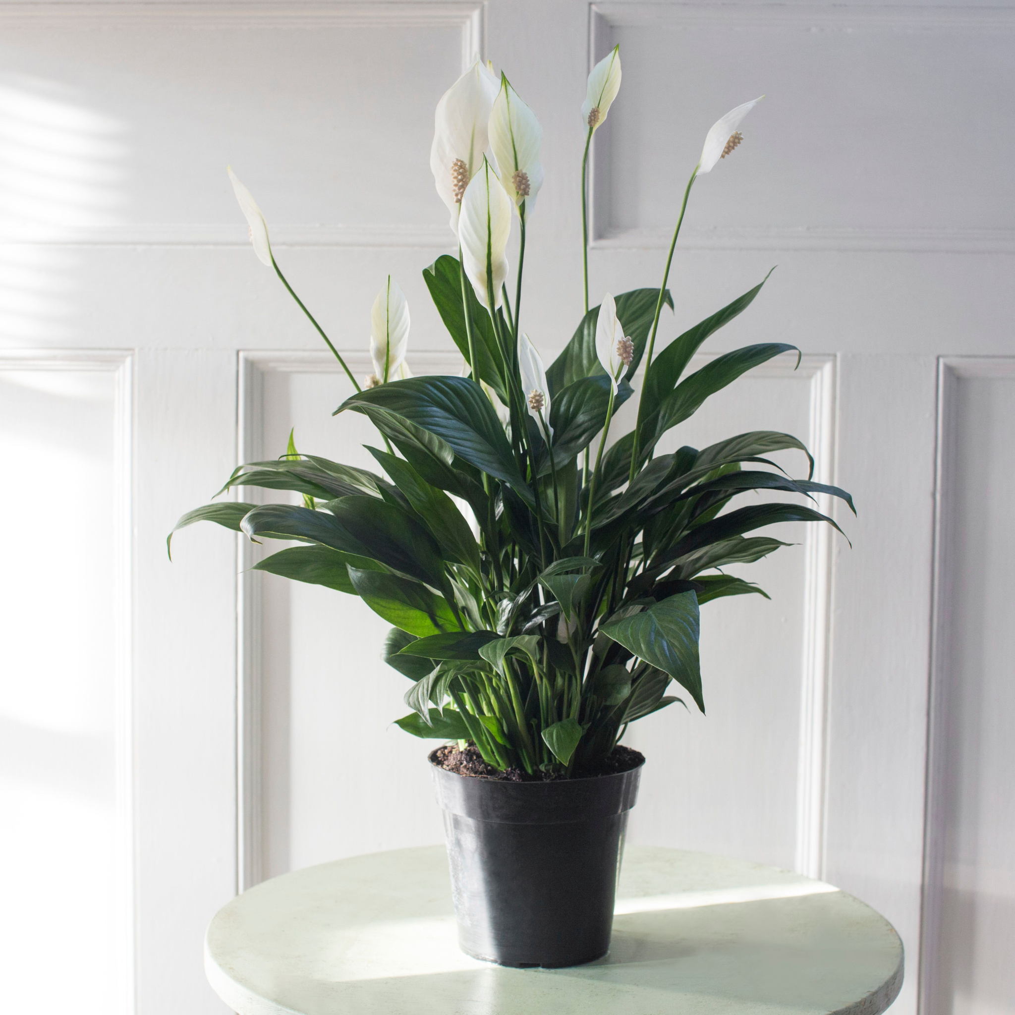 peace lily planter Peace Lily Plant