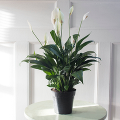 Peace Lily 6