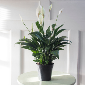 Peace Lily Plant - 6 inch - Seed World
