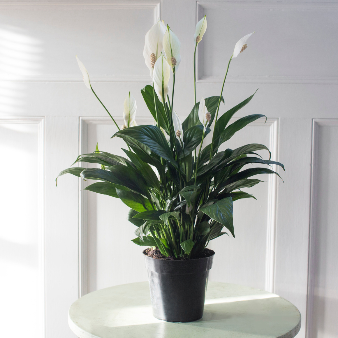 Peace Lily Plant - 6 inch - Seed World