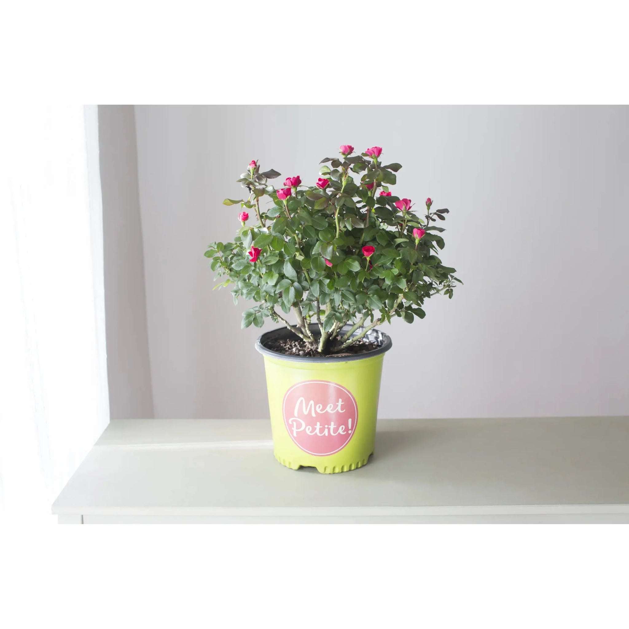 mini indoor rose plant Knock Out Miniature Petite Red Rose Plant– Seed World