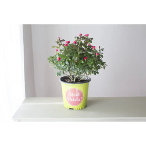 Knock Out Miniature Petite Red Rose Plant - 1.5 Gallon - Seed World
