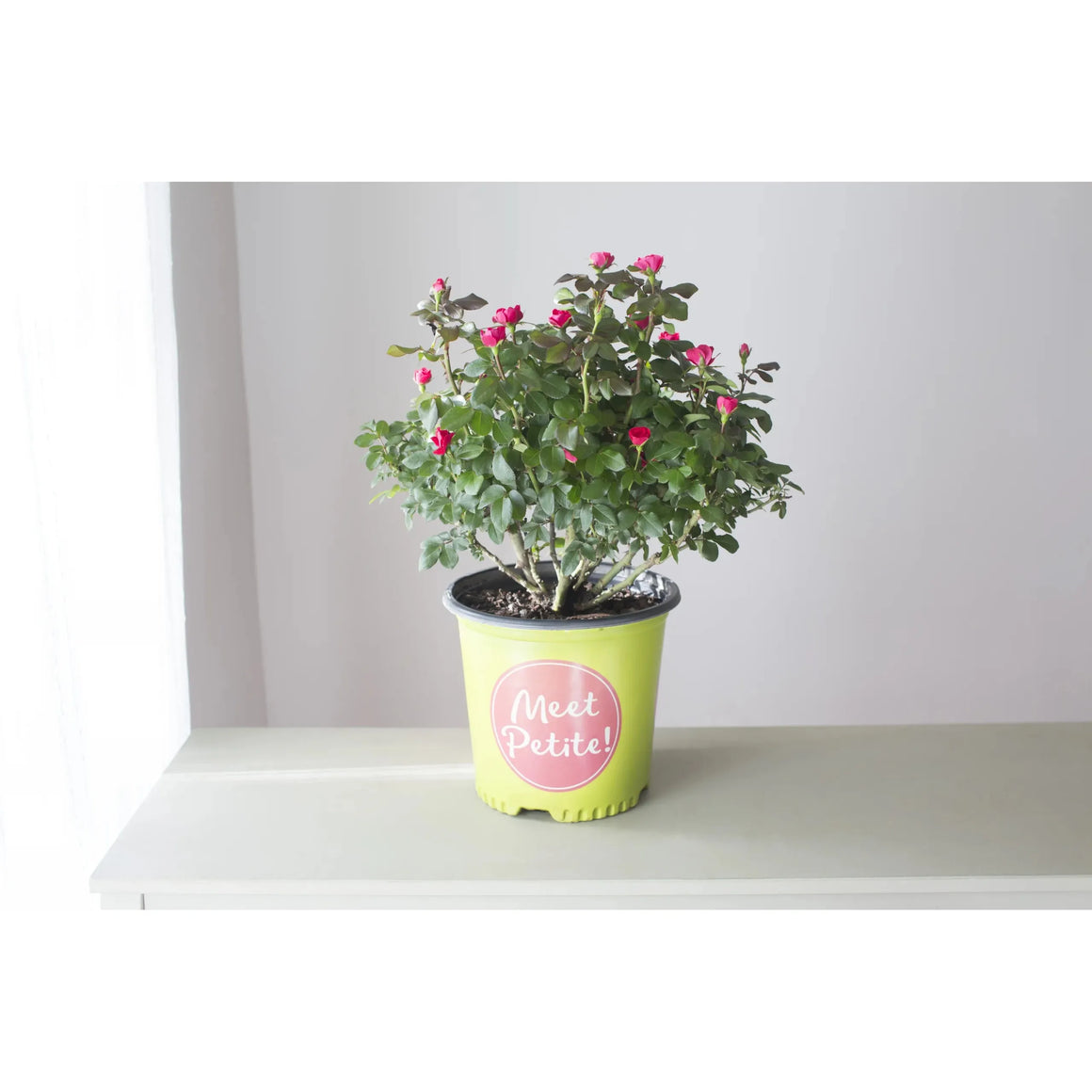Knock Out Miniature Petite Red Rose Plant - 1.5 Gallon - Seed World