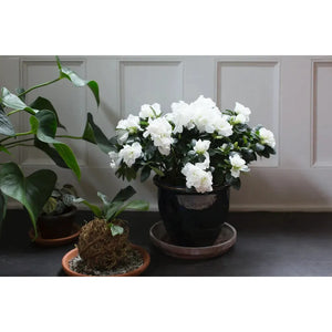 Azalea Plant - 6 inch Floral