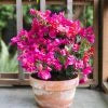 Bougainvillea Flower Plant - Quart - Seed World