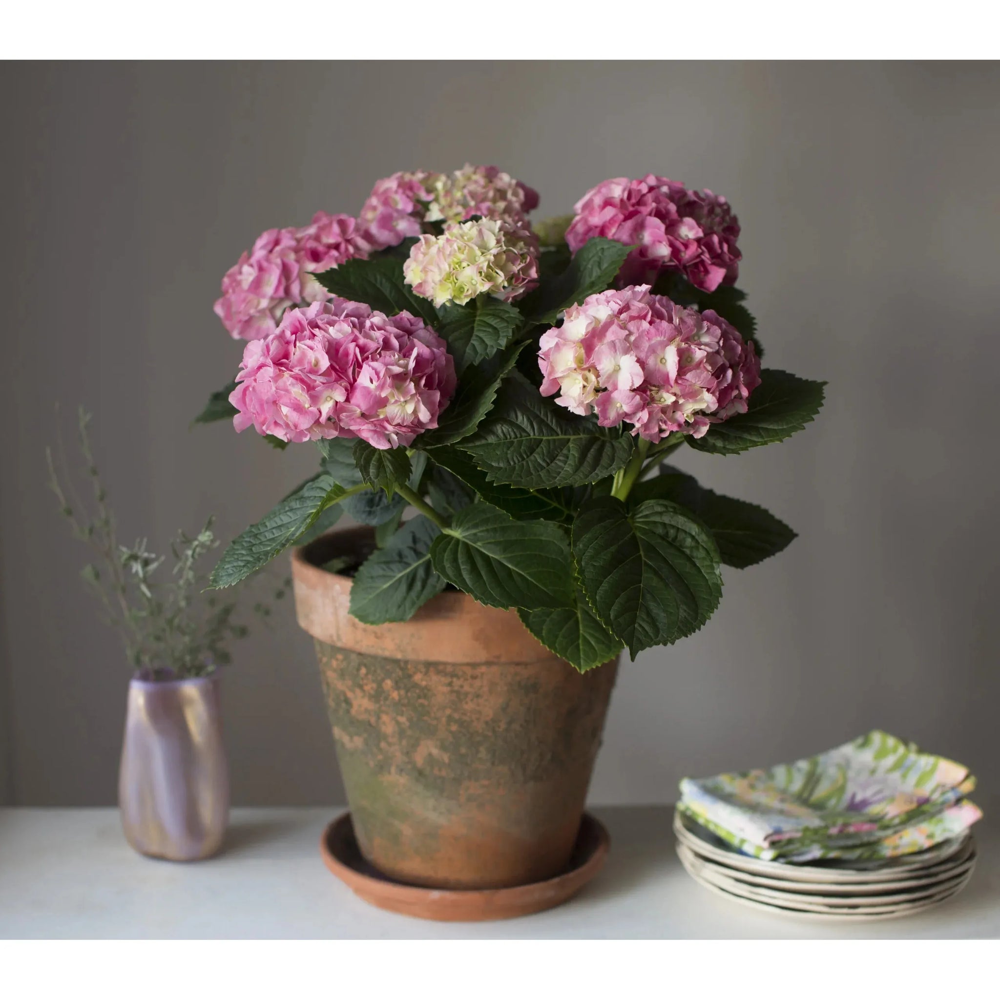 hydrangea from seed to flower Hydrangea Floral Plant