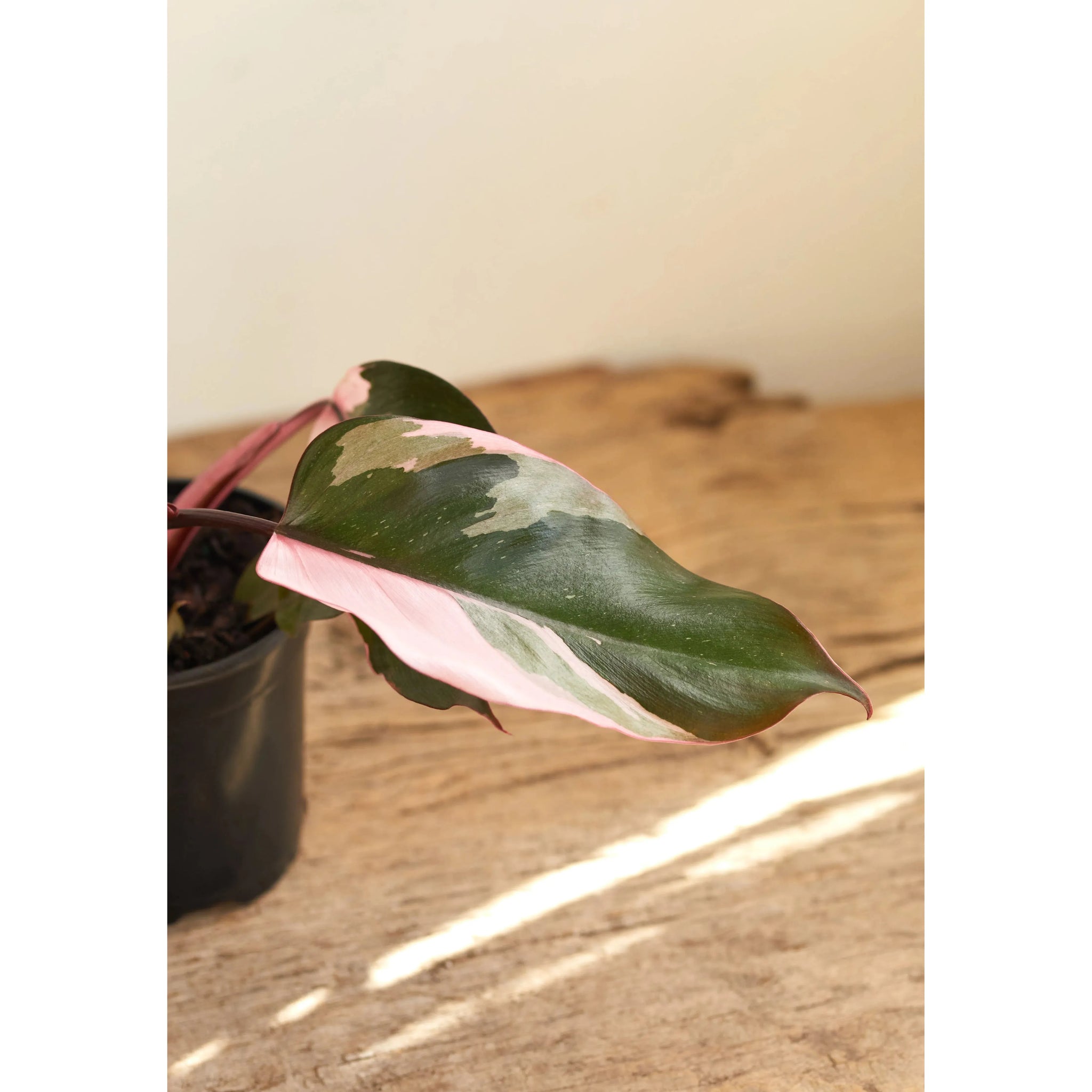 philodendron in spanish Philodendron Plant