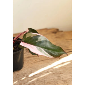 Philodendron Plant - 6 inch Plant - Seed World