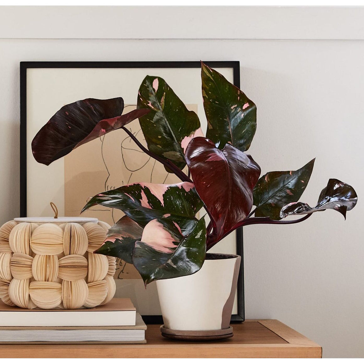 Philodendron Plant - 6 inch Plant - Seed World
