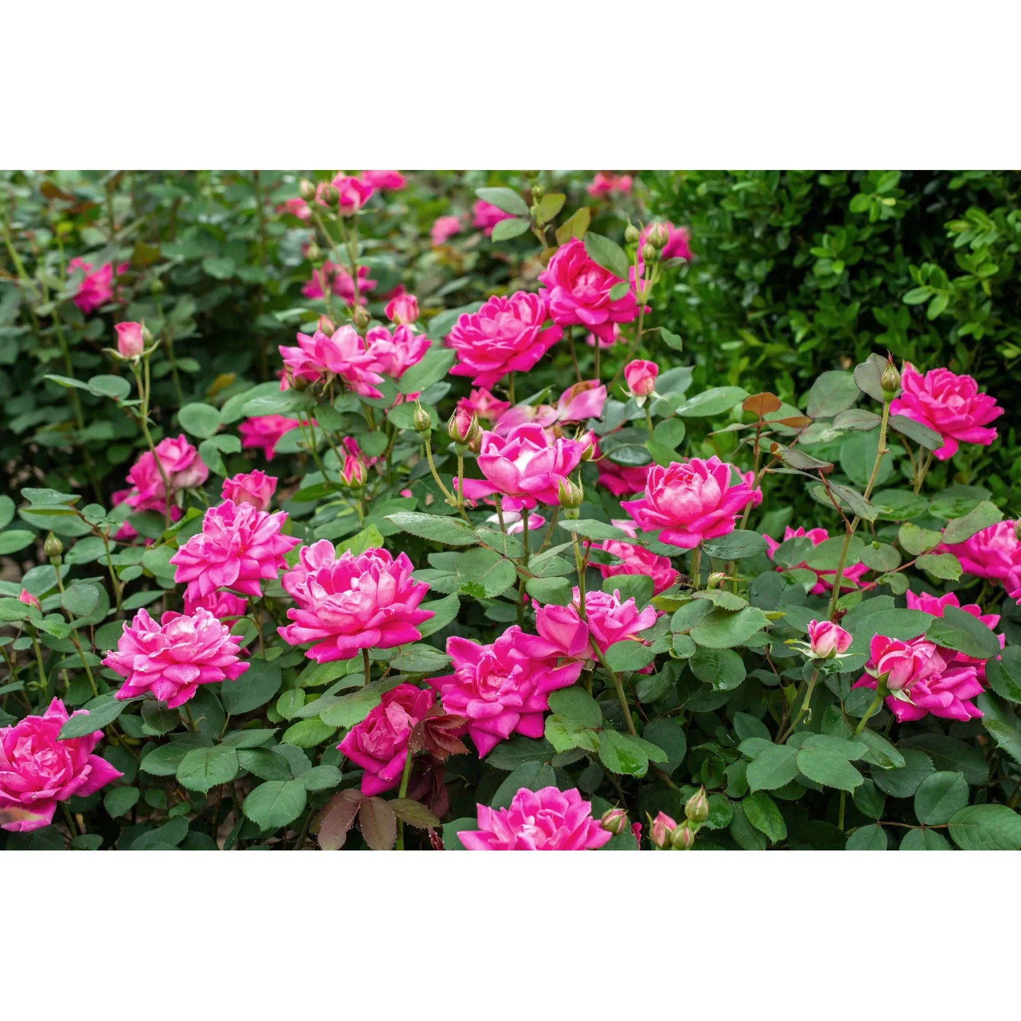 double knockout rose seeds Knock Out Double Pink Rose Plant– Seed World