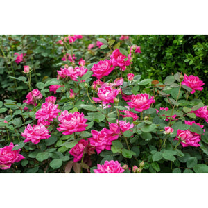 Knock Out Double Pink Rose Plant - Seed World