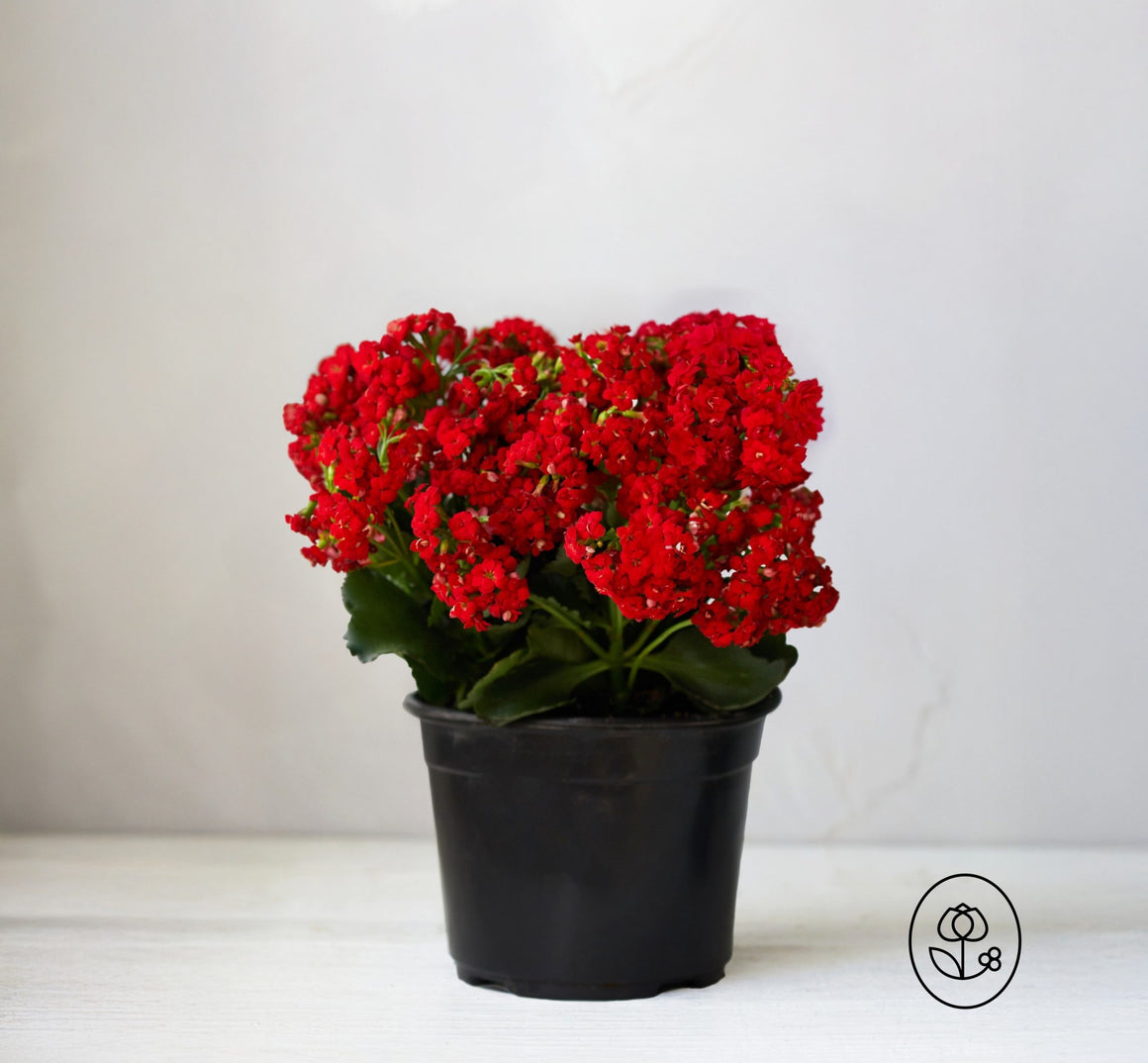 Kalanchoe Plant - 2.5 Quart - Seed World