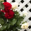 Duet Rose Plant - Multi-Graft - 2 Gallon