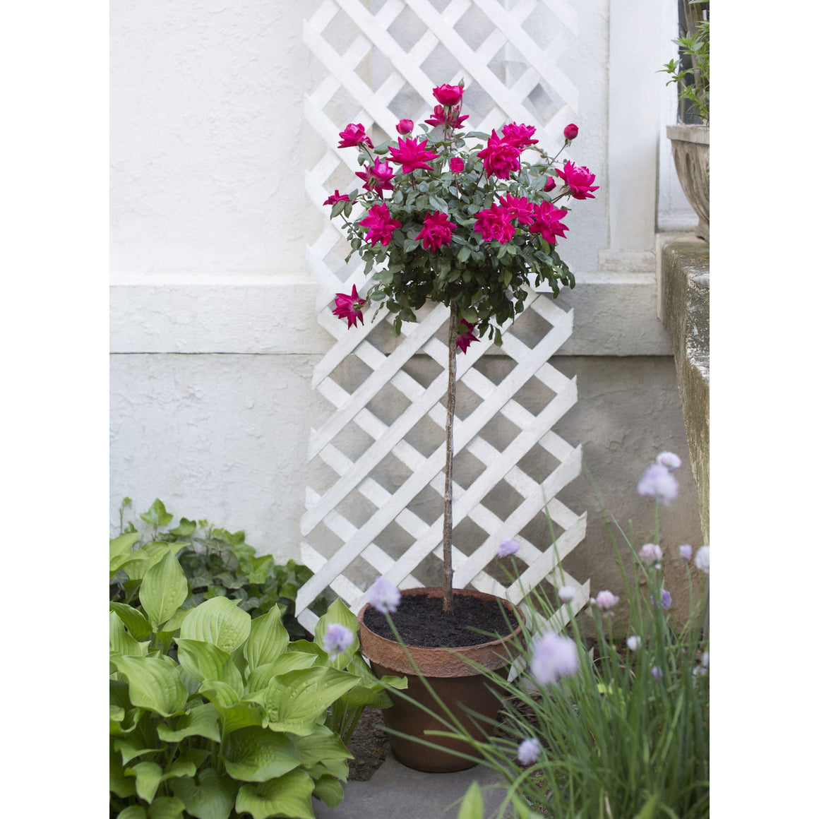 Knock Out Rose Tree - 3 Gallon - Seed World