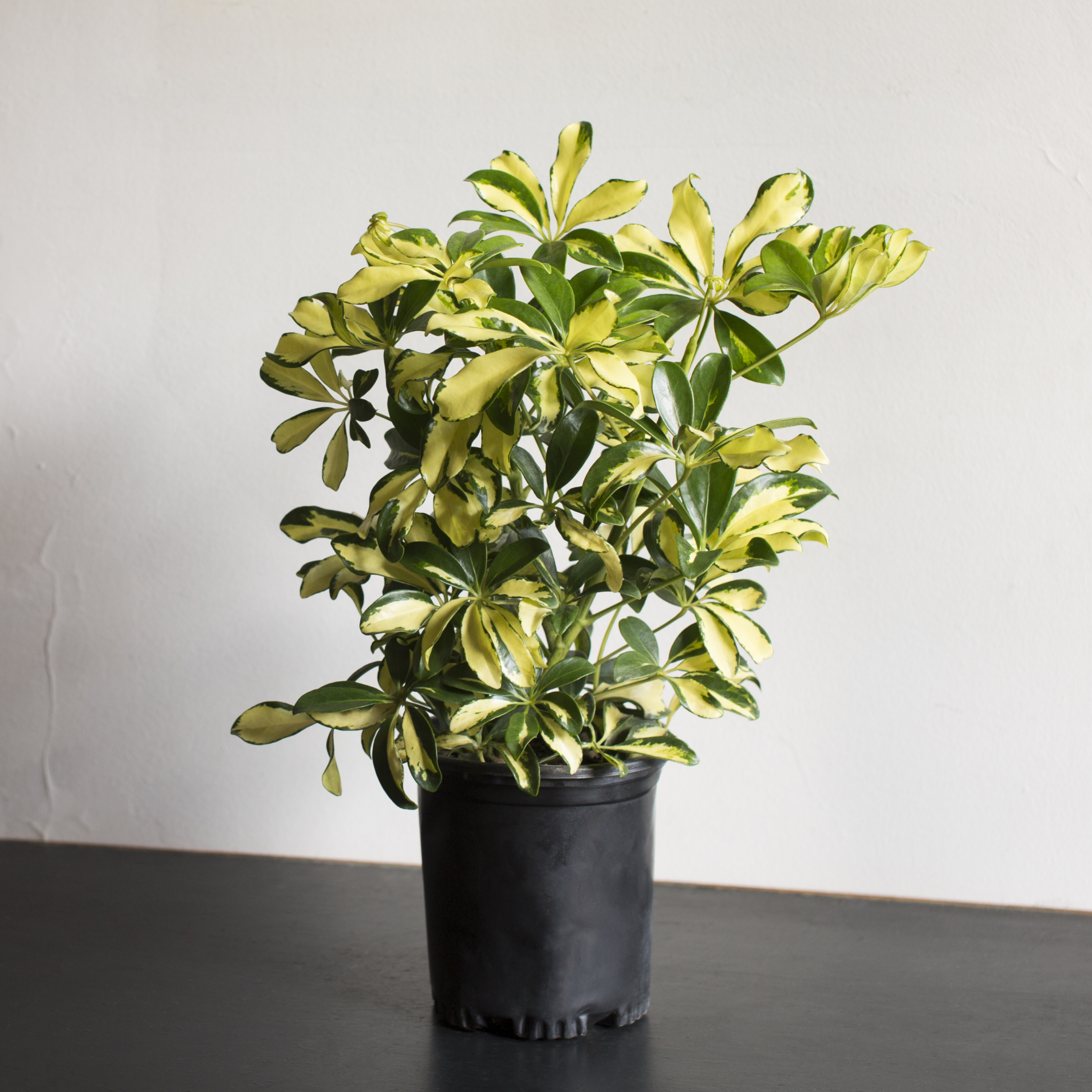 Schefflera Arboricola Trinette Plant | Seed World