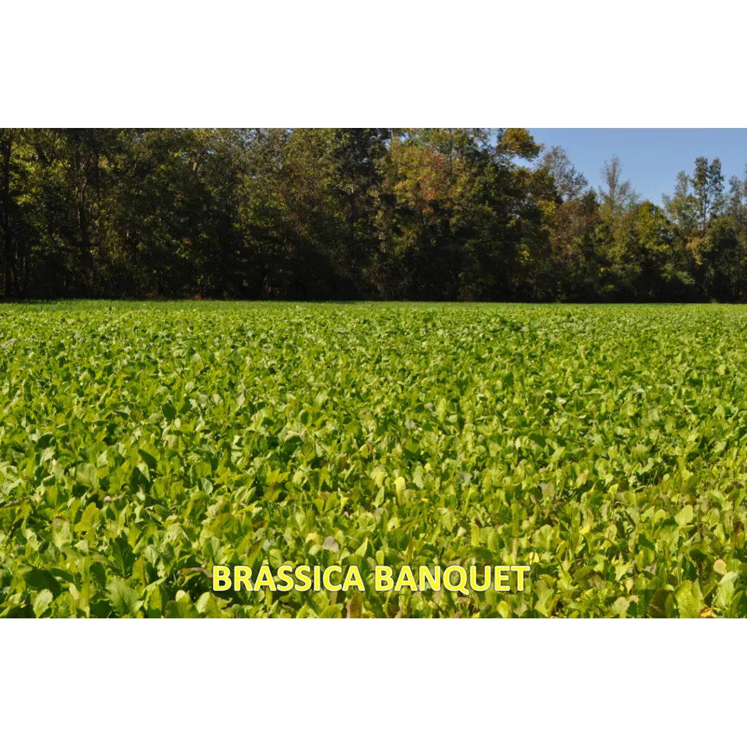 Brassica Banquet — Deer Food Plot Seed - 3 lb. - Seed World