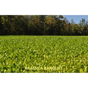 Brassica Banquet — Deer Food Plot Seed - 3 lb.