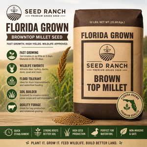 herbicide for brown top millet Browntop Millet Seeds