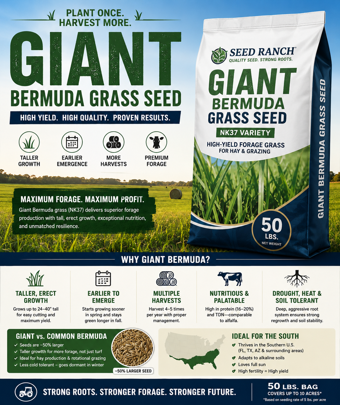 planting bermuda grass seed pasture Giant Bermuda Grass Seed (Coated & Hulled)