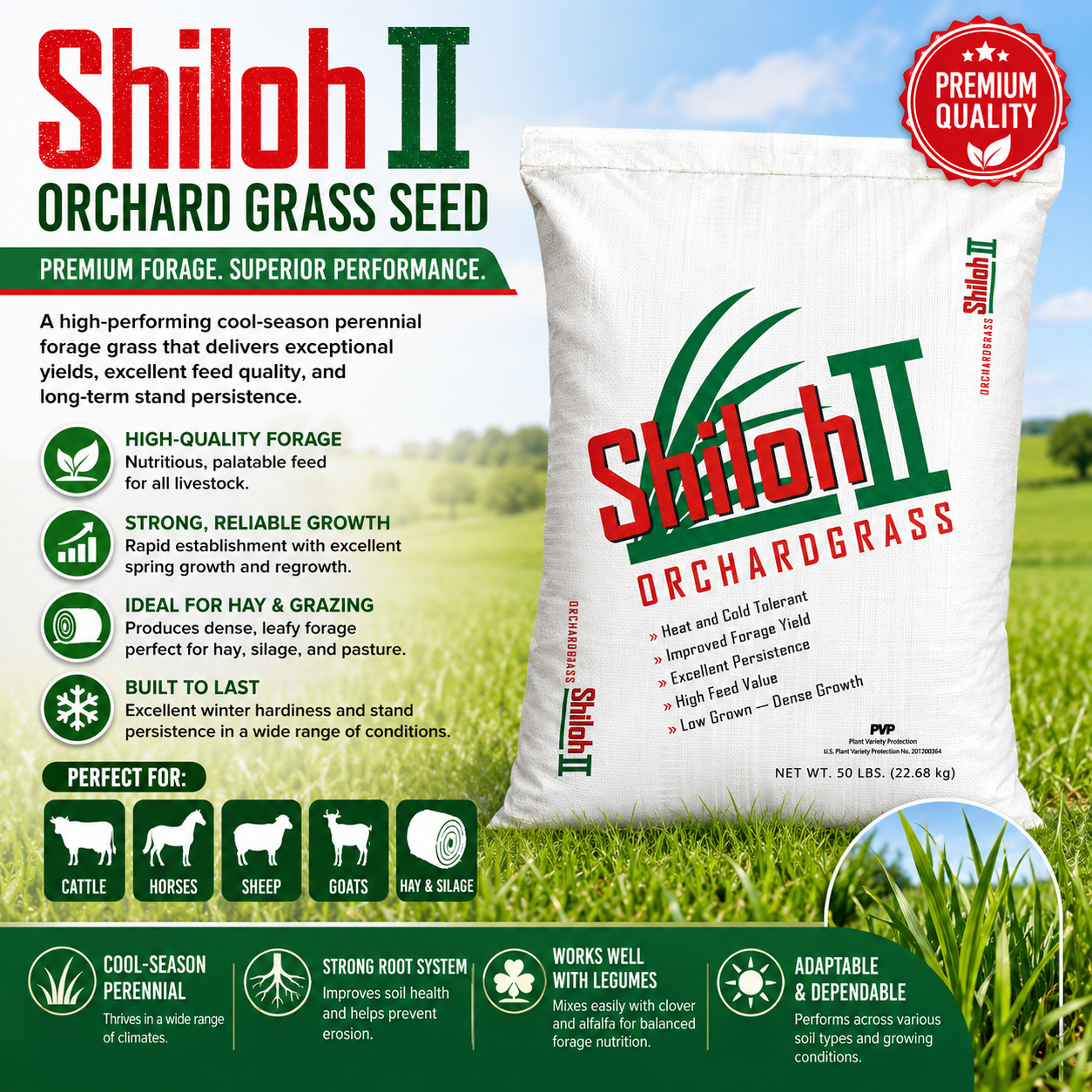 Shiloh II Orchard Grass Seed