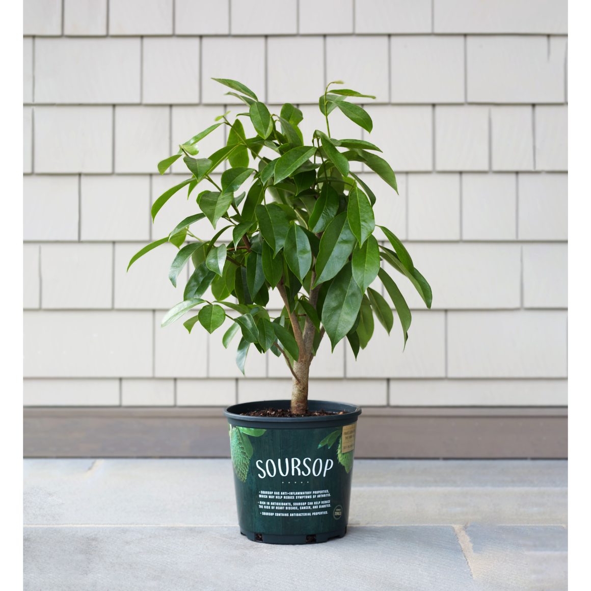 Soursop Fruit Plant - 1 Gallon - Seed World