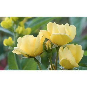 Knock Out Sunny Rose Plant - Seed World
