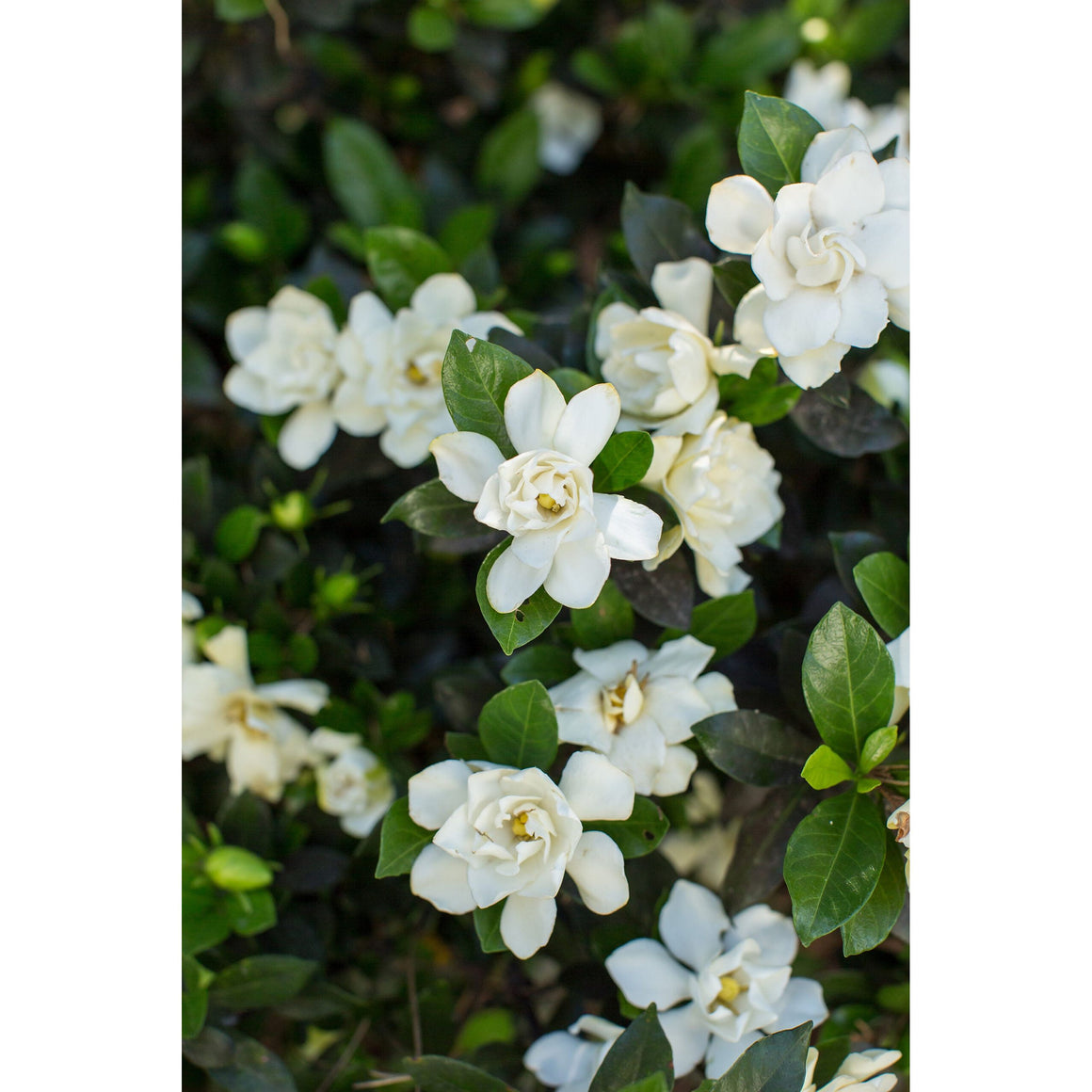 First Editions Sweet Tea Gardenia Plant - 2 Gallon - Seed World