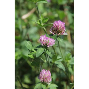Rackup Red Clover — Deer Food Plot Seed - 25 lbs.