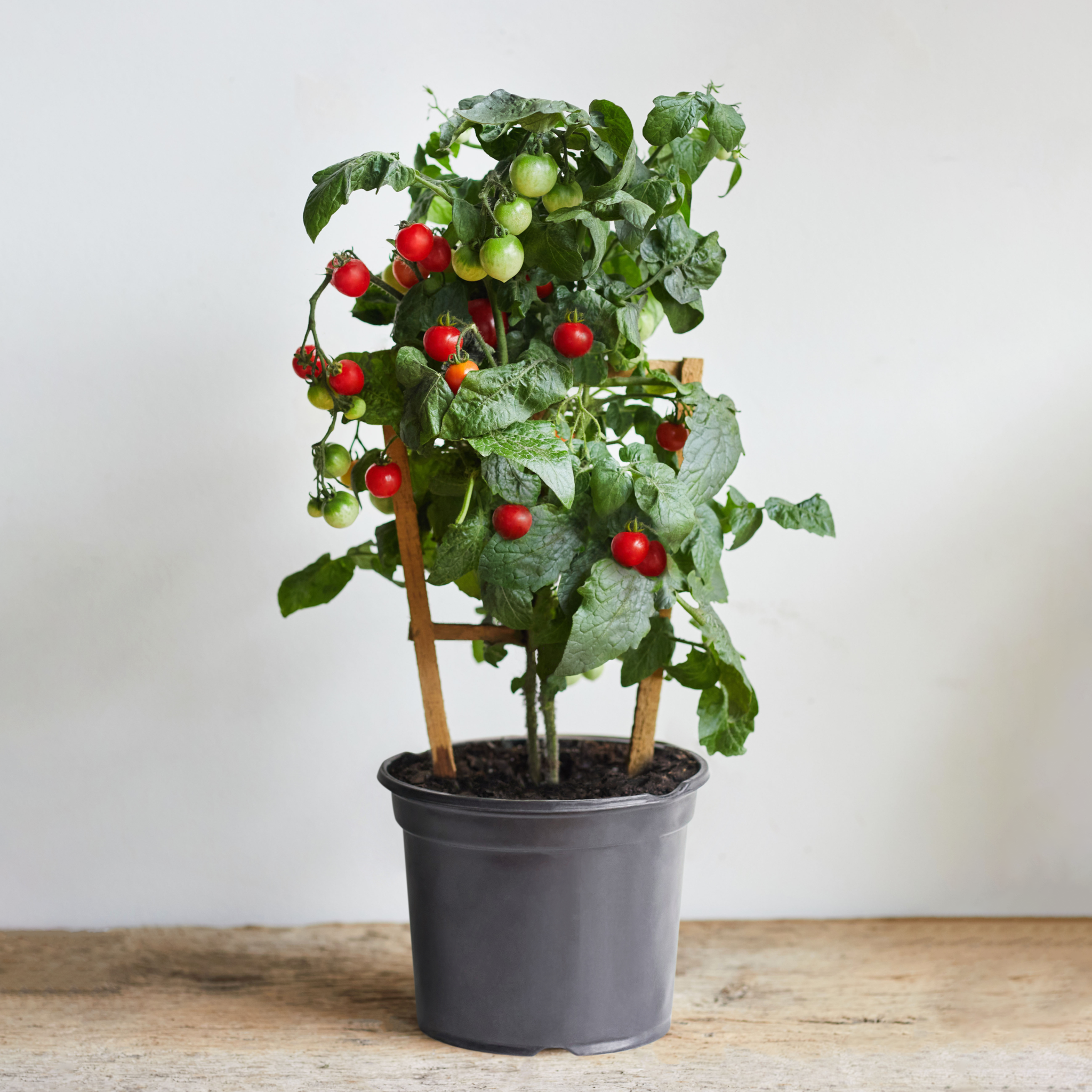 tomato plant in a pot Sweet Cocktail Tomato Plant with Trellis