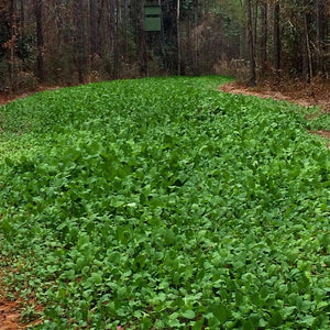 Tecomate Ultra Forage Mix Seed