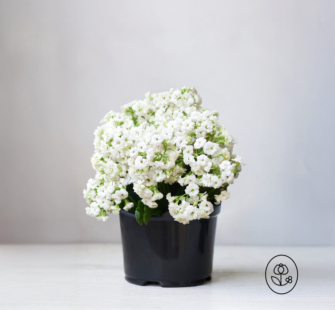 Kalanchoe Plant - 2.5 Quart - Seed World