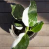Philodendron Plant - 6 inch Plant - Seed World