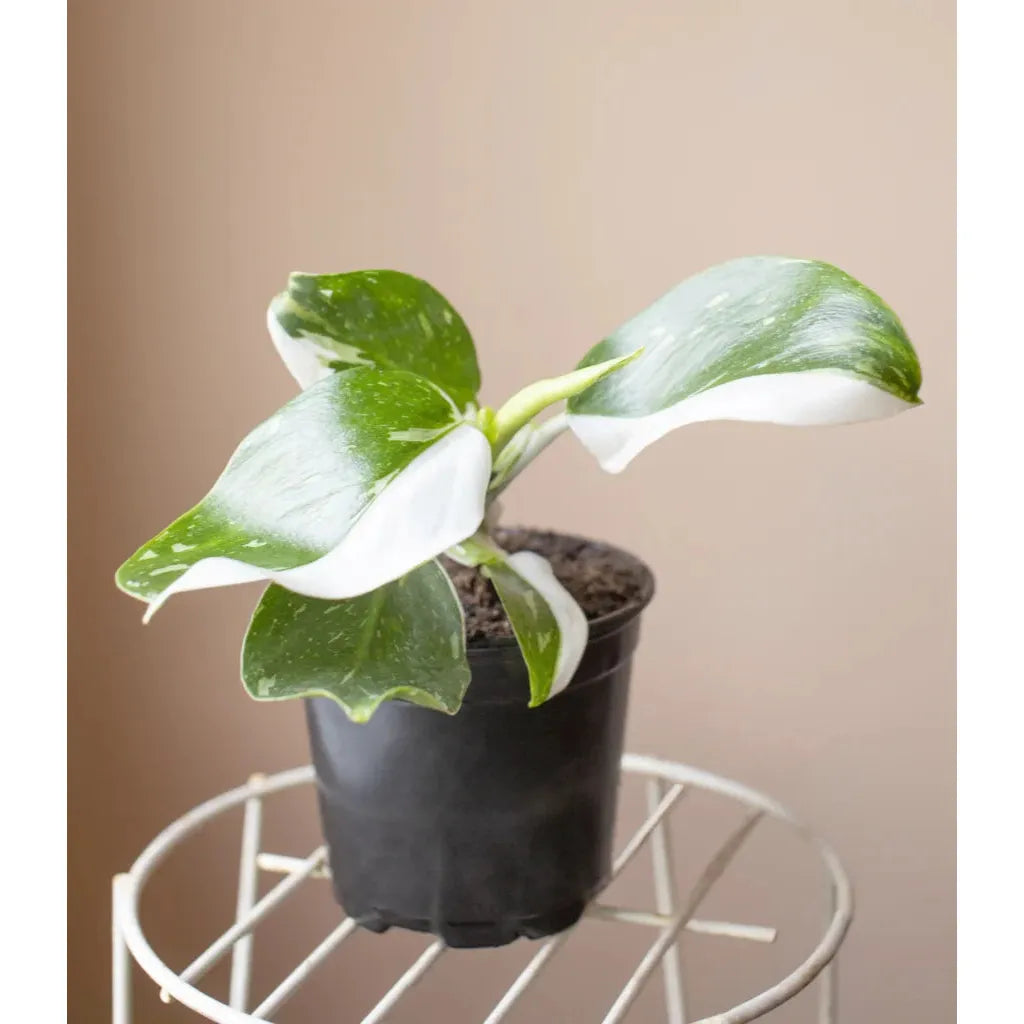 Philodendron Plant - 6 inch Plant - Seed World