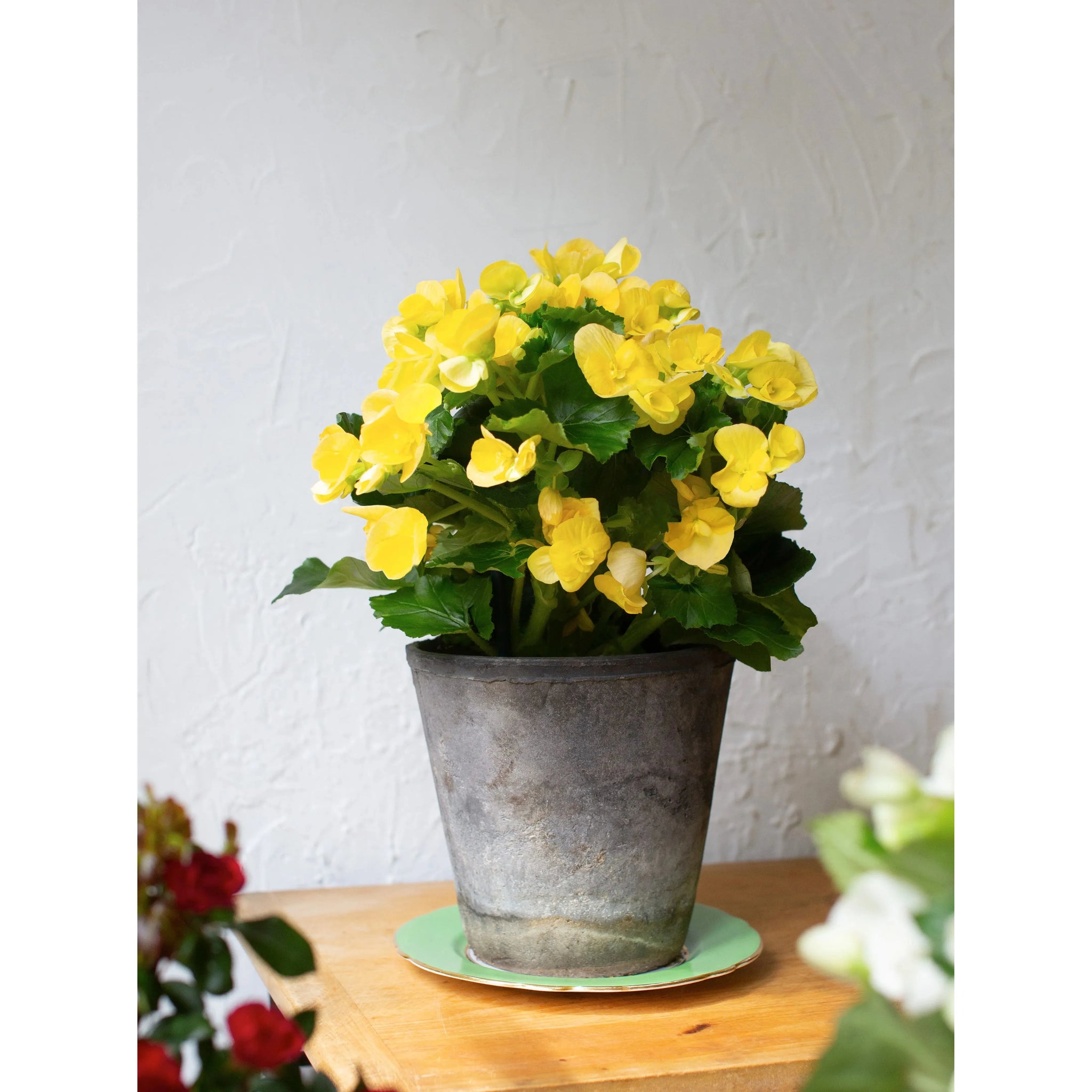 a plant nursery is having a sale. potted begonias Begonia Plant
