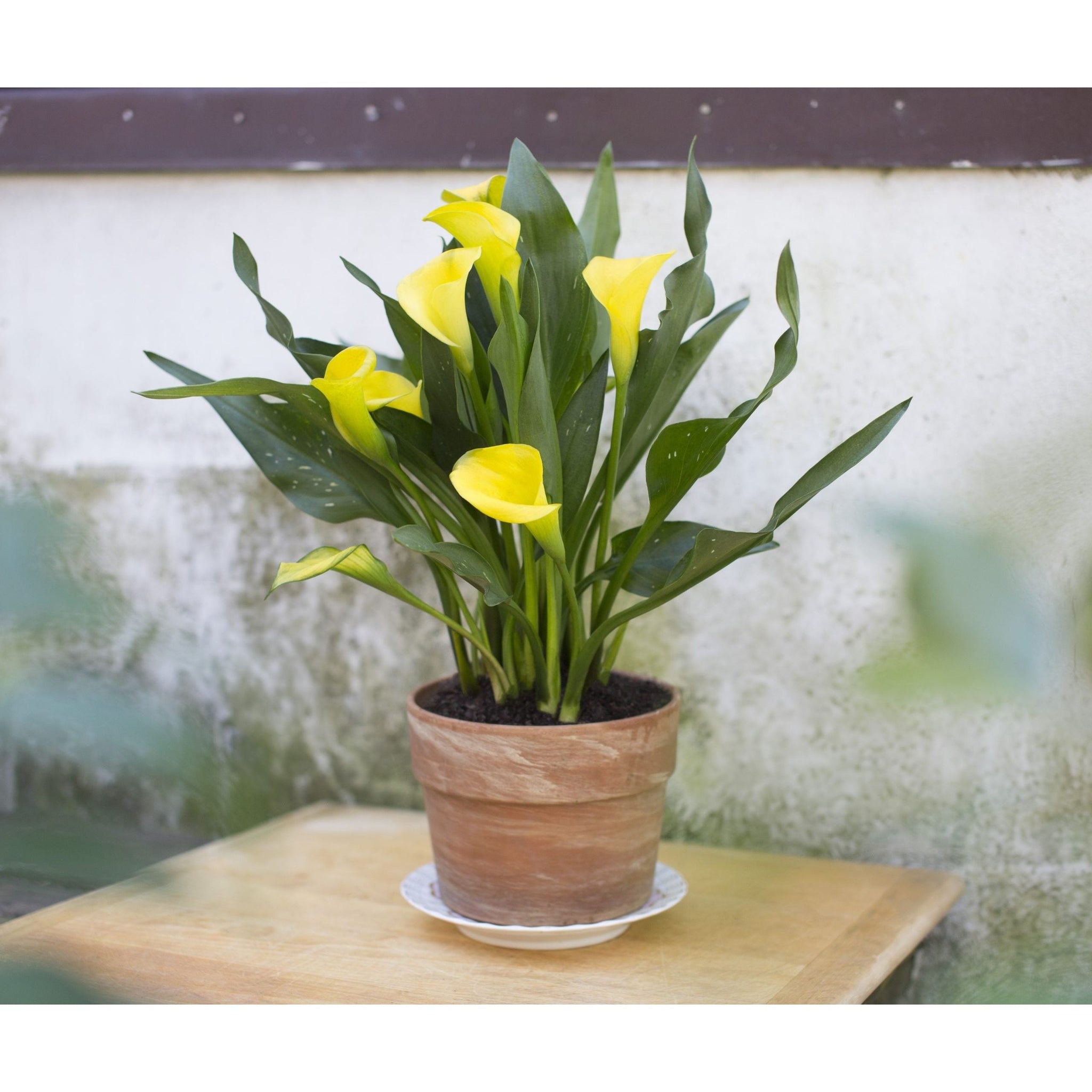 calla lily potted plant for sale Calla Lily Plant
