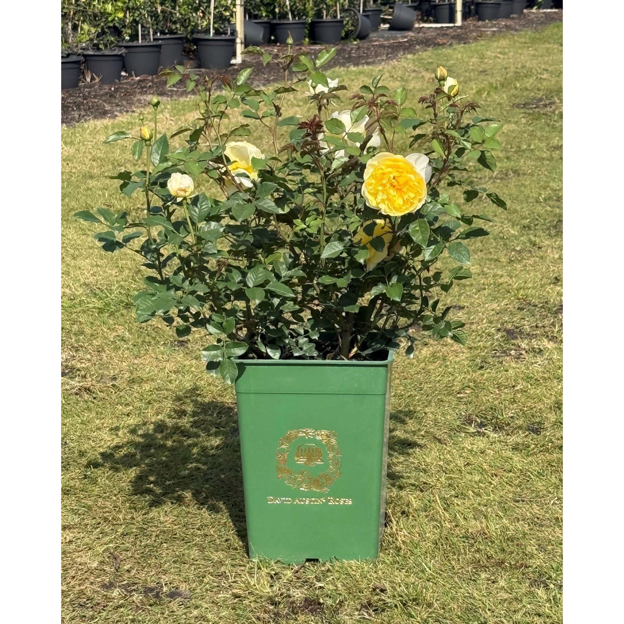 david austin roses seeds Lady of Shallot Rose